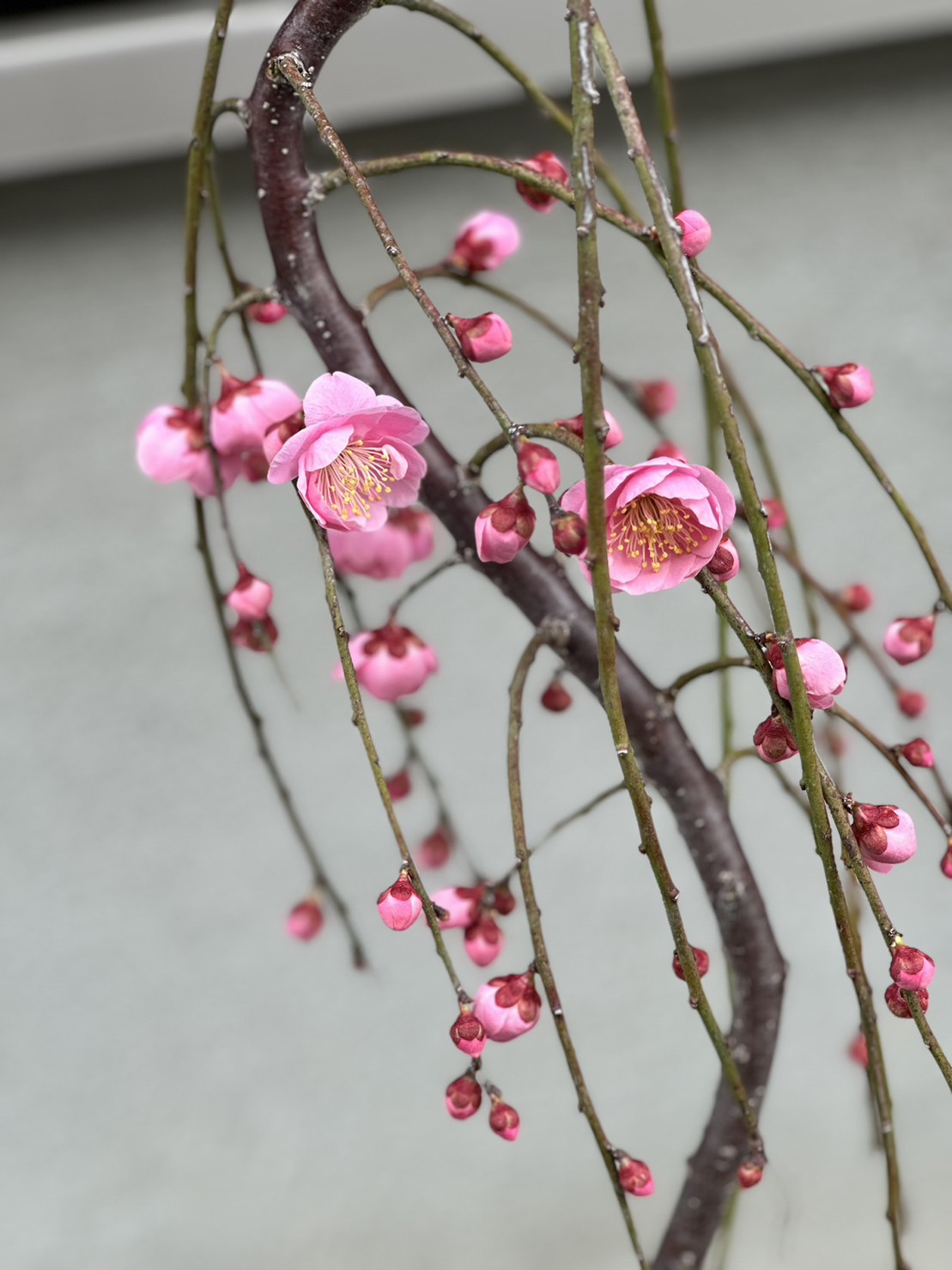 しだれ梅の開花 福岡県久留米市 | Itsuki Garden